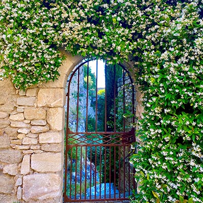 Jasmin dans un jardin de Provence